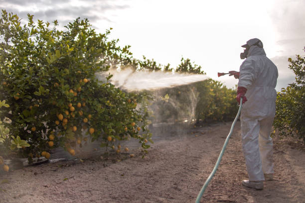 Best Ant Control Services  in Chattanooga, TN