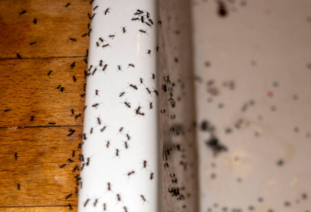 Best Pest Removal Services  in Chattanooga, TN