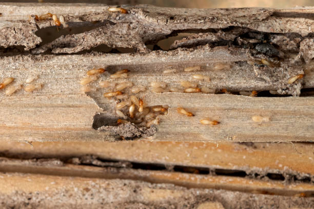 Best Spider Control Near Me  in Chattanooga, TN